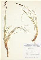 藏品(杉沼薹草)的圖片